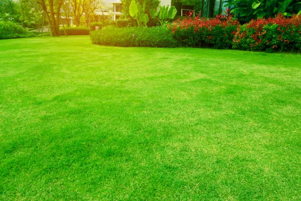 Cost of Grass Maintenance in Buckeye