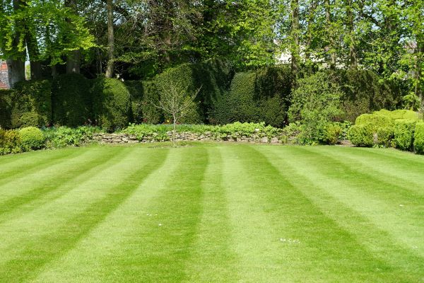 Cost of Grass Care Service in Buckeye