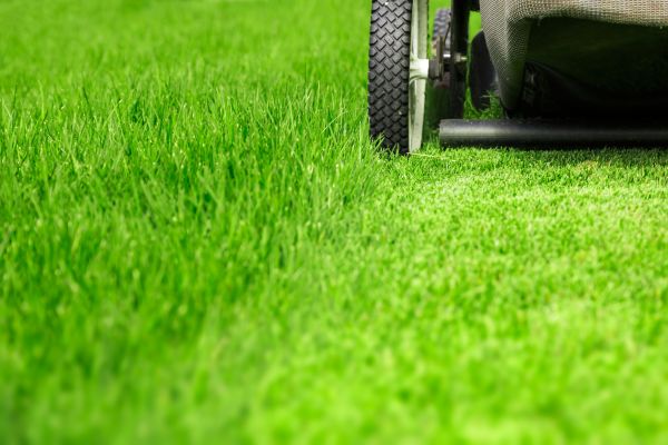 Cost of Weekly Lawn Care in Buckeye
