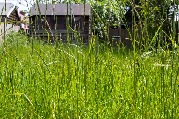 Cost of Overgrown Lawn Trimming in Buckeye