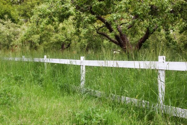 Cost of Fence Line Trimming in Buckeye