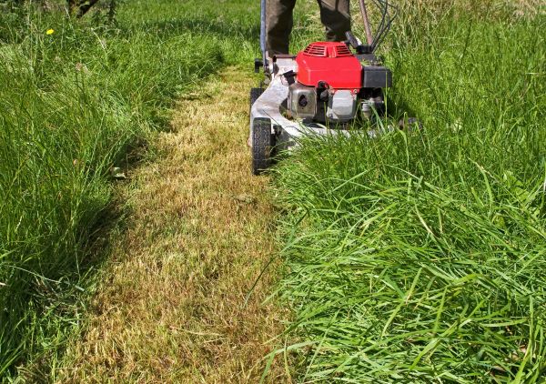 Cost of Leaf Mowing in Buckeye